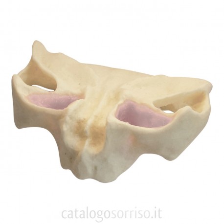 Modelli (TP) impiantologia: